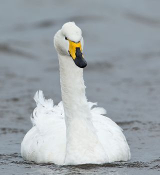 Whooper Swan 4