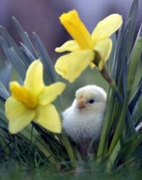 BEAUTIFUL FLOWER AND CUTE CHICK