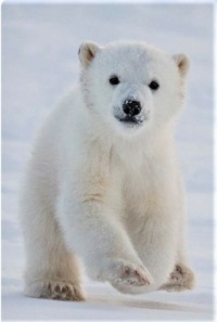 Who you calling Cute! Noo! I'm a Polar Bear