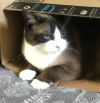 Smokey in a box