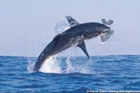 Great White Shark 1 - Klas Jost - www,jostimages.com