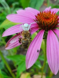 Crab spider with captured bee on echinacea