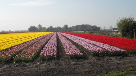 holland tulpen land