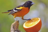 Bird with an orange