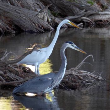 THE TWO GREATS -- GREAT BLUE HERON & GREAT EGRET