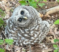 Pierce, rescued Barred Owl