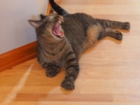 Cat Yawm