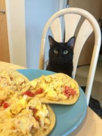 Cat Helps Itself to Breakfast