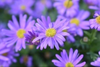 Daisy