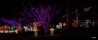 Brookside Gardens At Christmas