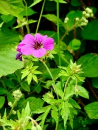 Morning Walk. Wood Cranesbill