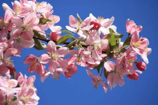 Pink Crabapple Blossoms (Apr17P52)
