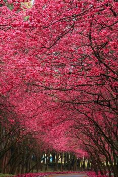 Path of Cherry Tree in Full Bloom (Mar17P26)