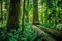 Cathedral Grove, Vancouver Island