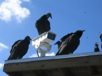 National Turkey Vulture Day