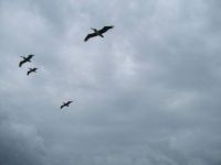 Pelicans Soaring...