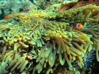 Clown Fish in Their Anemone Home / March 2023 Sail in the Lesser Sunda Islands, Malay Archipelago, Indonesia