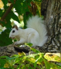Very Rare White Morph Squirrel, East Tennessee