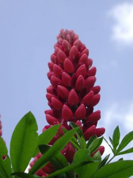 perfect red lupin