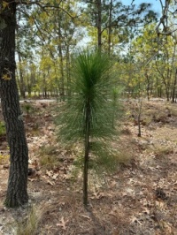 New Pine 2023
