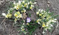First flowers of Spring:)