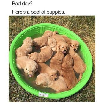 Pool of puppies