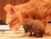 friends