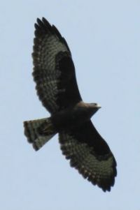 Short-Tailed Hawk dark morph IMG_2417 - Copy