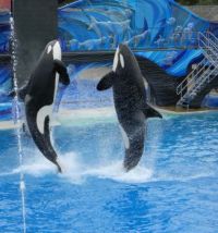 Killer Whales
