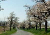 kvetoucí třešně - flowering cherries
