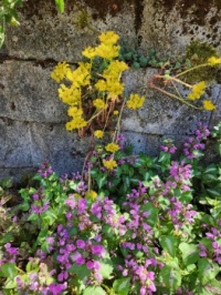 Flowers on retaining wall
