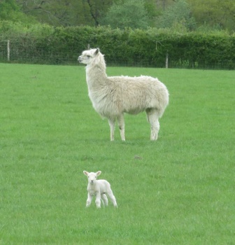 Alpaca and lamb