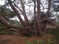 octo tree