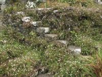 White blooms and stepping stones