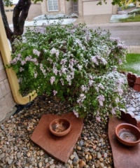 My beautiful flowered bush getting covered with snow!