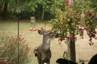 Buck eating flowers