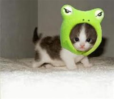 Frog Cat