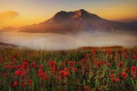 Kevin McNeal - Misty Mountain and Meadow