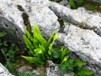 Hartstongue Fern, growing in gaps of limestone