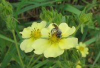 bee w_pollen