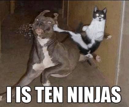 Ninja Cat!