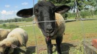 Who are ewe looking at?