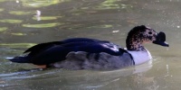 Knob-billed Duck (Africa), Safari Park, Escondido, California