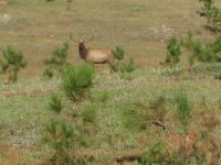 Black Hills elk