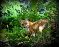 Vixen digging; checking my presence 5-26-2023 9-12-52 AM