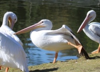 Pelican Yoga!