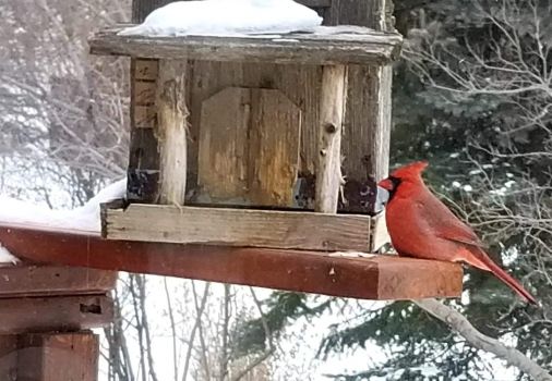 Cardinal having a snack