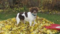 Tori in leaves