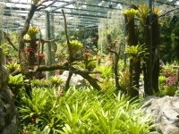 Bromeliads (large)