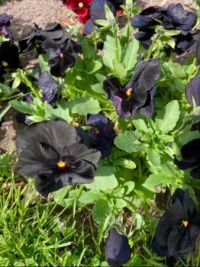 Black Pansies